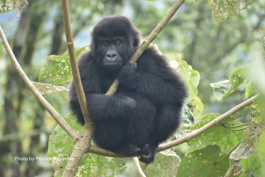 young grauers gorilla in the forests 