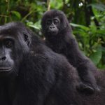 a female gorilla wit a baby