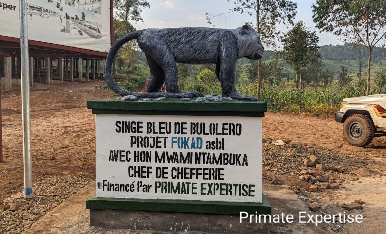 Bustes singes blue de bulolero Idjwi