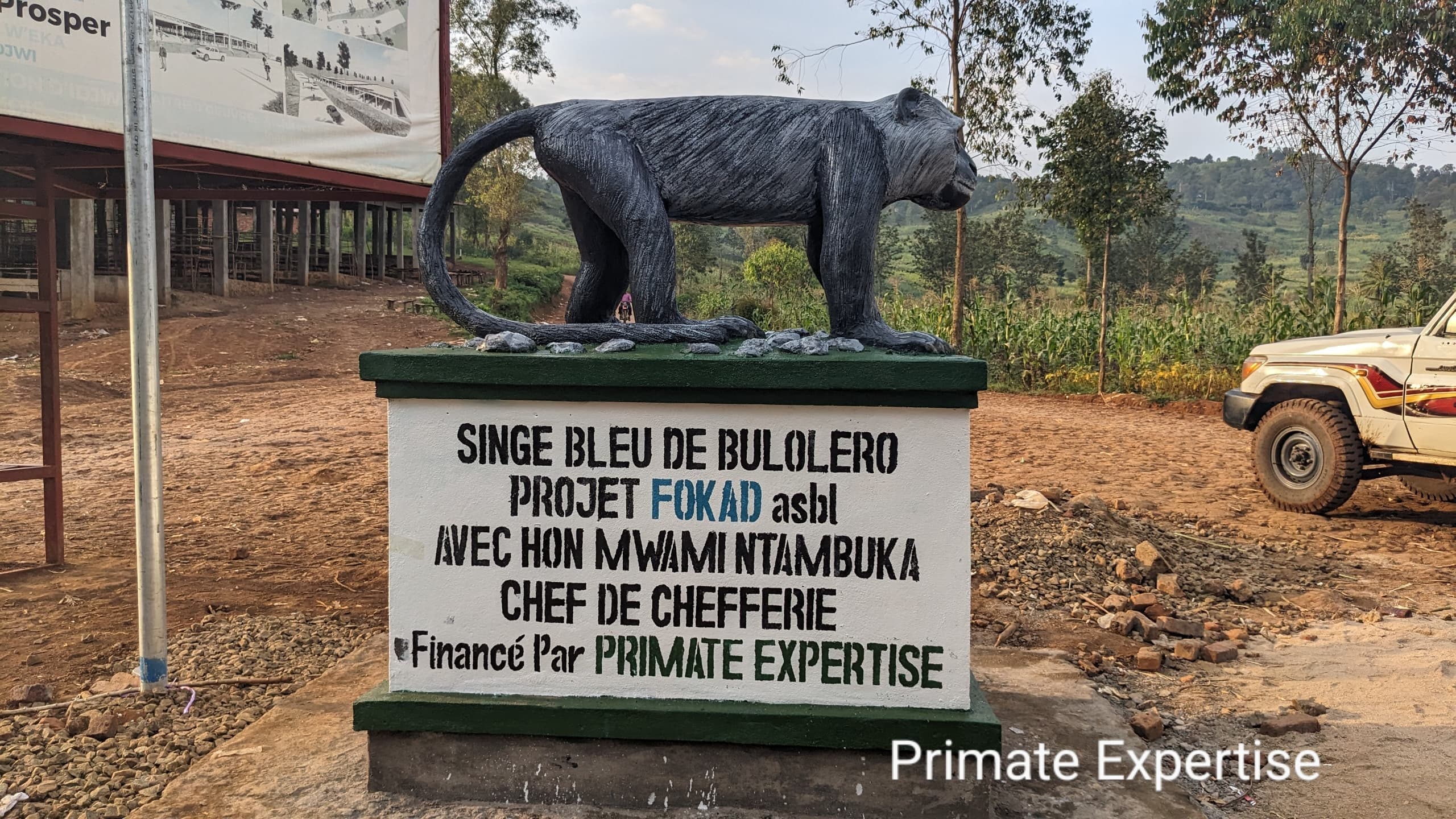 Bustes singes blue de bulolero Idjwi