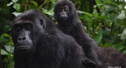 Grauer's gorilla (9 sur 9)